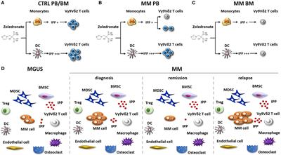 Vγ9Vδ2 T Cells in the Bone Marrow of Myeloma Patients: A Paradigm of Microenvironment-Induced Immune Suppression